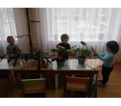 Розглядаємо кімнатні квіти
